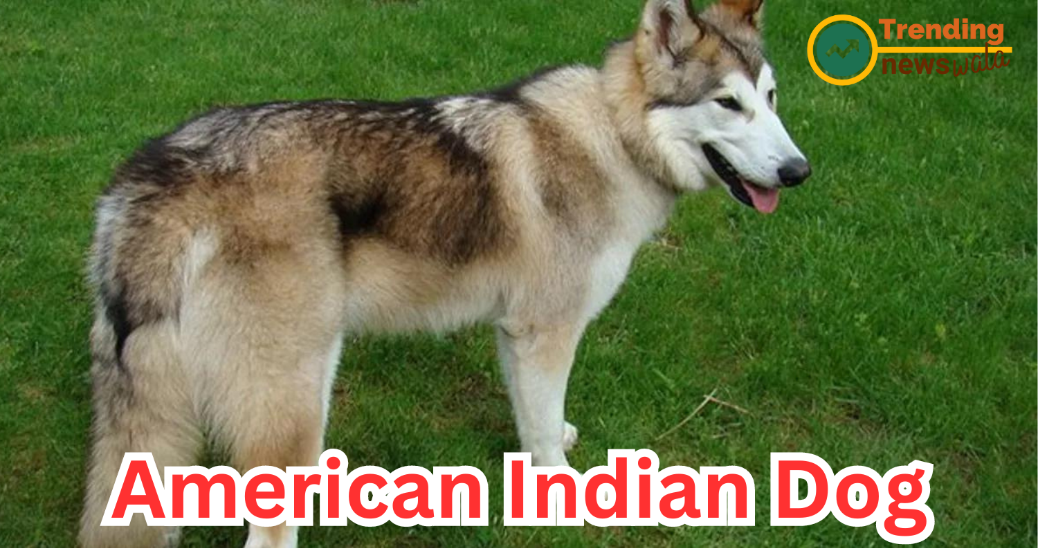 The American Indian Dog, often referred to as the "Native American Indian Dog" or "NAID,