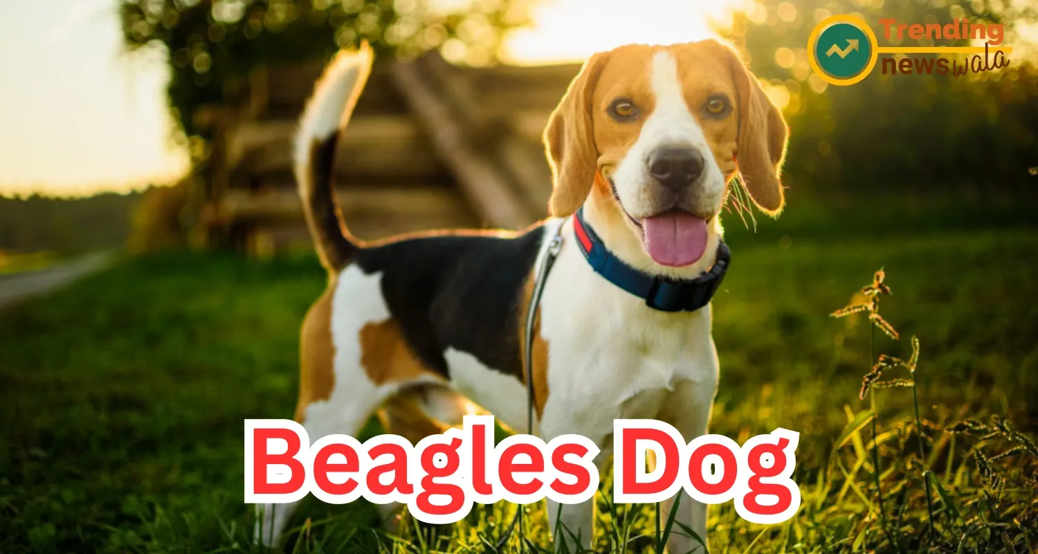 Beagles Dog make excellent pets for families