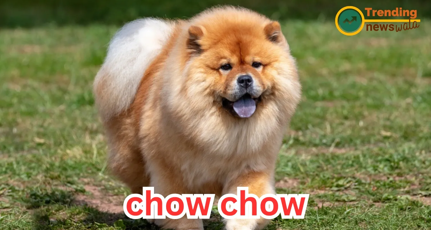 Chow Chow Dog: The Distinctive Lion-Like Companion