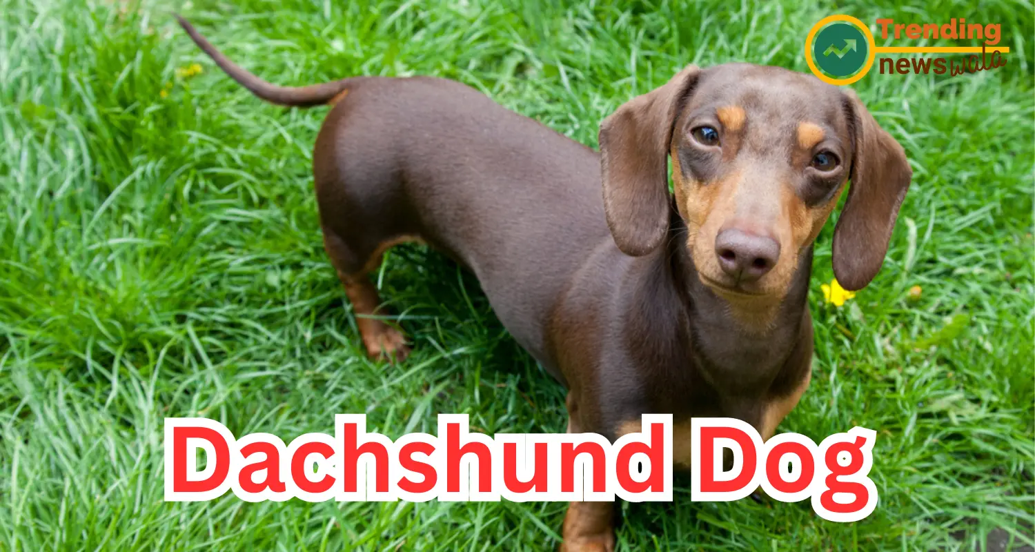 Dachshund breeds are great for new owners and those living in apartments.