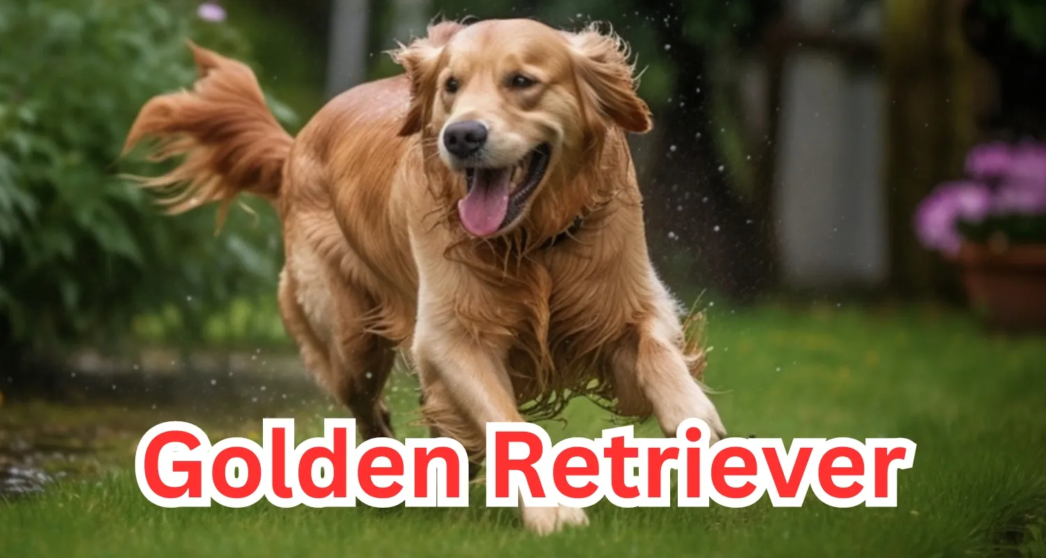 dogs that can be found in a home in India is the Golden Retriever