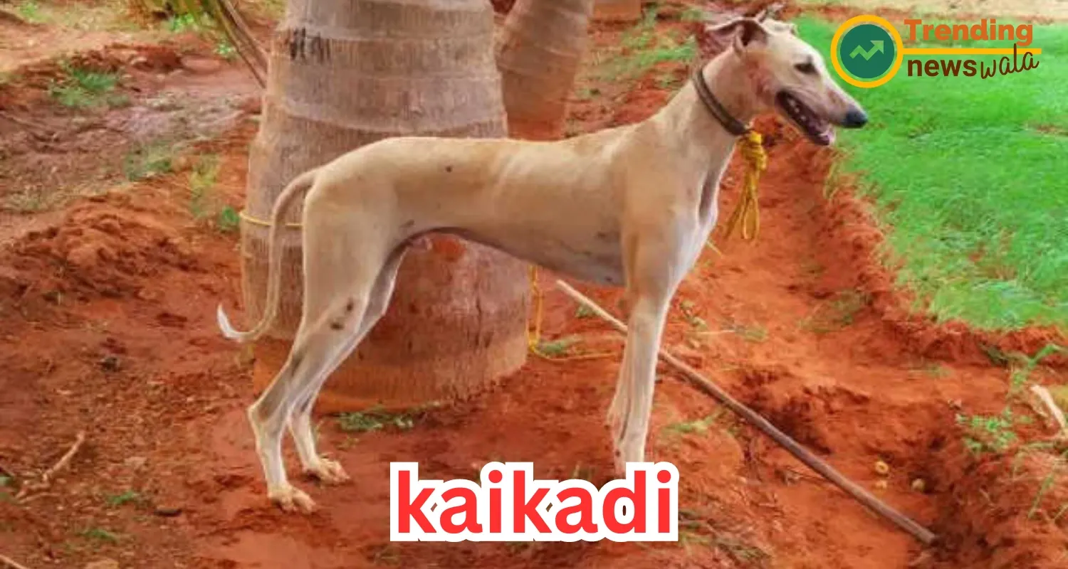 Kaikadi Dog : India's Loyal and Agile Companion