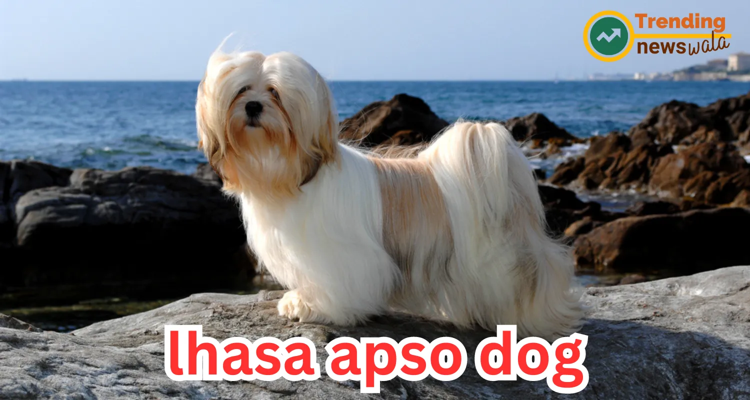 The Lhasa Apso, often referred to as the "Lion Dog," is a small yet captivating breed originating from Tibet