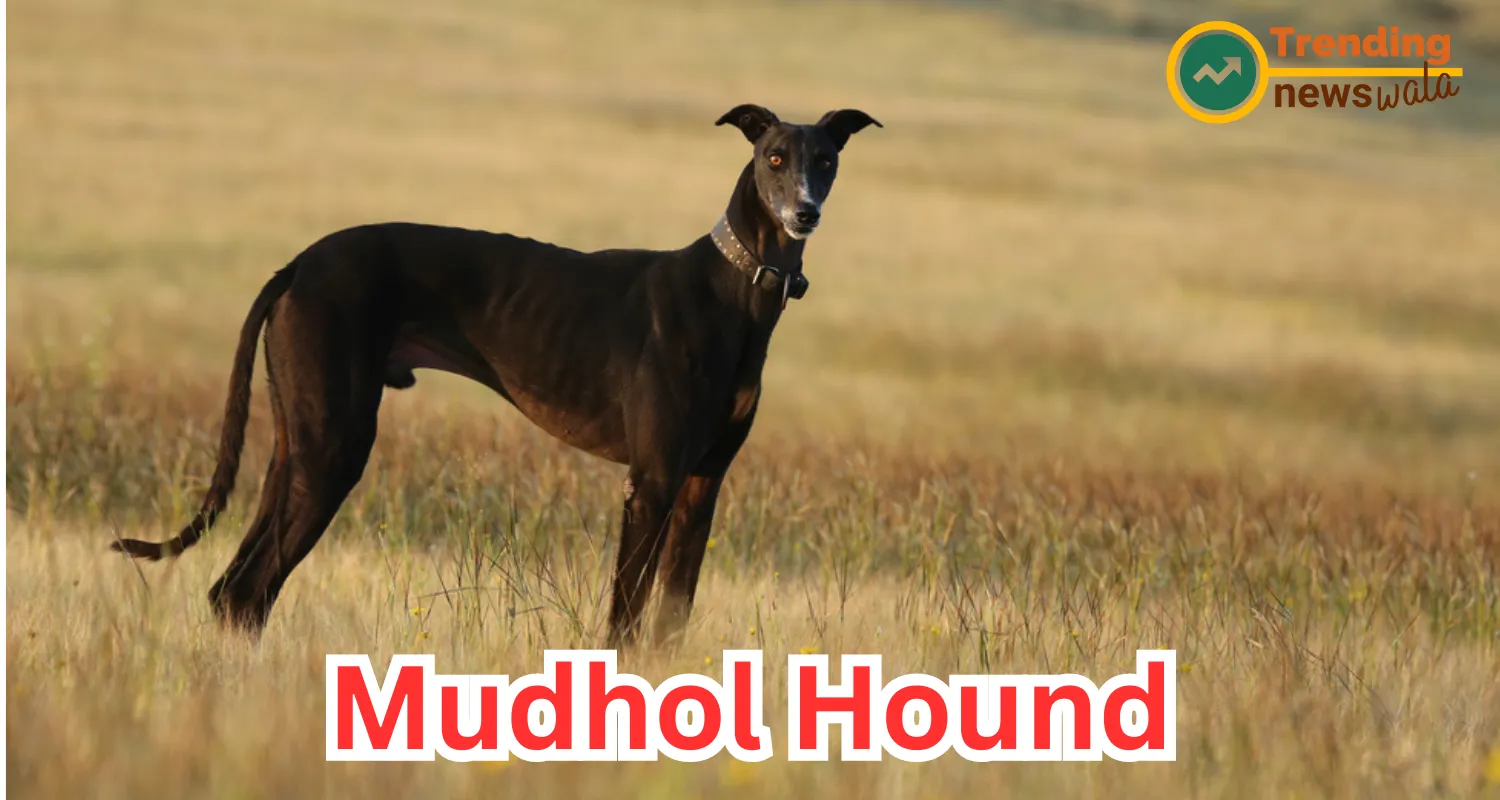 Mudhol Hound : The Graceful Indian Sighthound