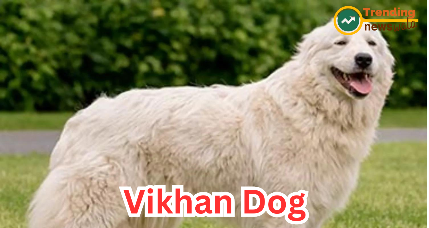 The Vikhan dog, also known as the Vikhan Sheepdog, is a lesser-known yet remarkable breed native 