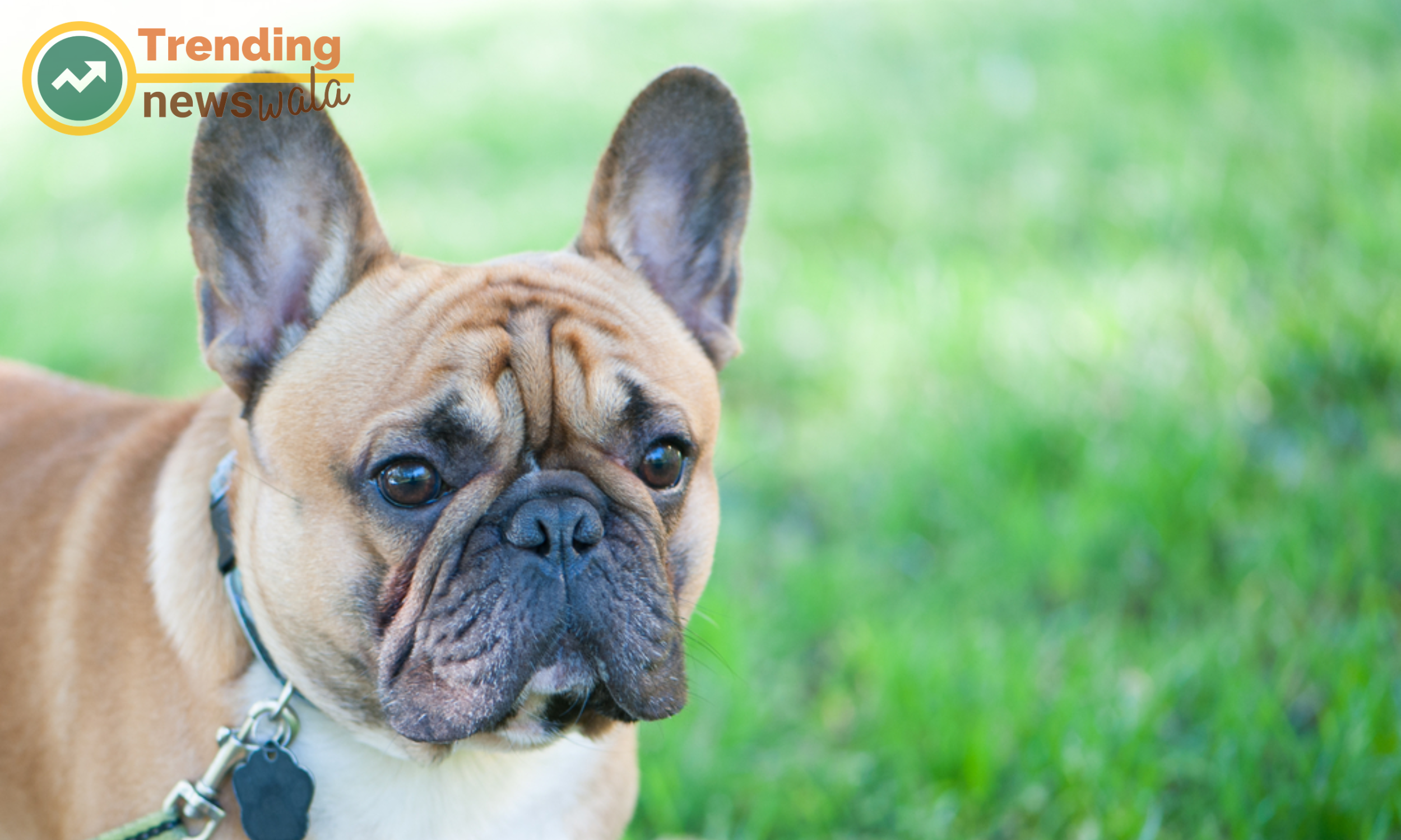 Grooming and care for French Bulldogs