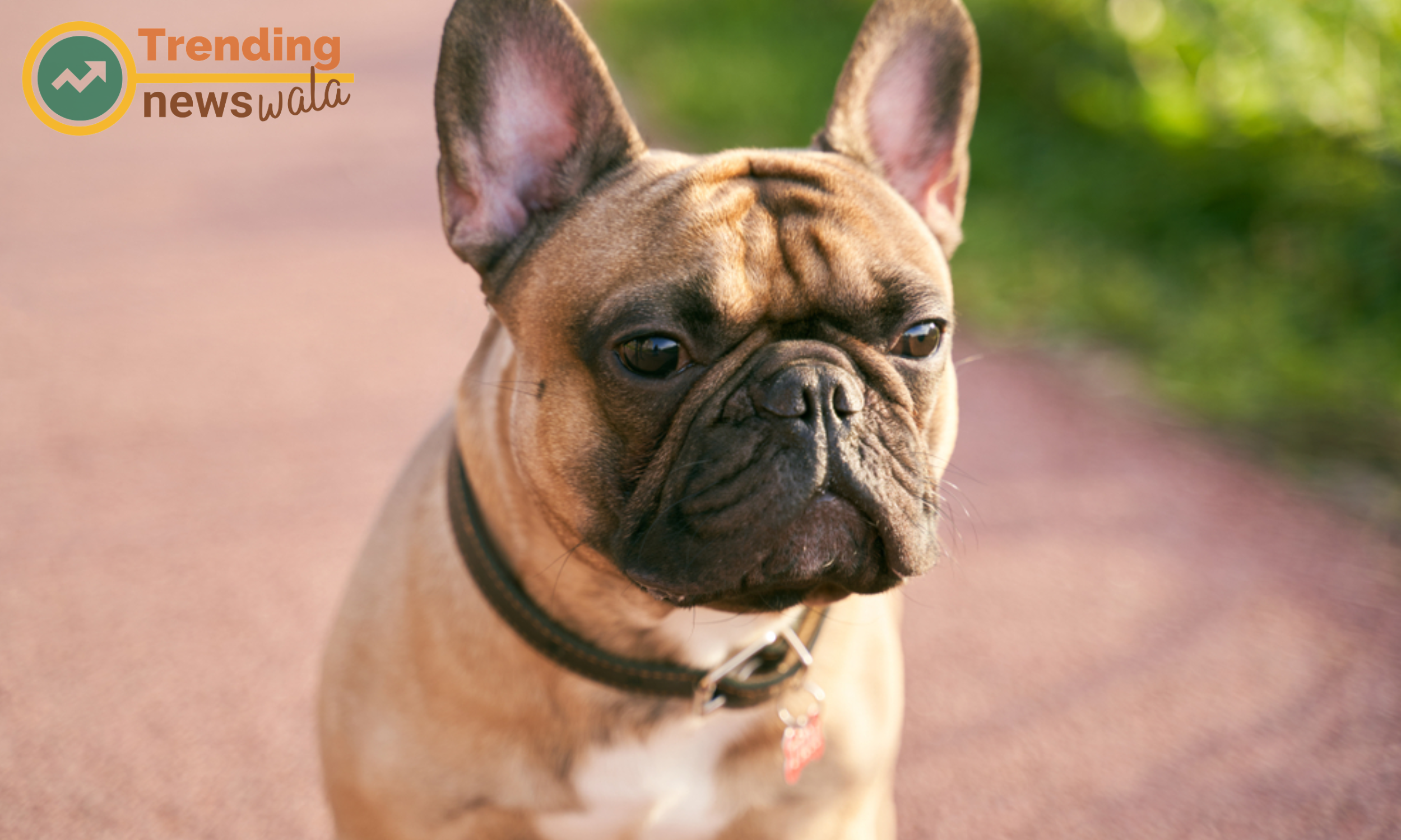 Training and socialization for French Bulldogs