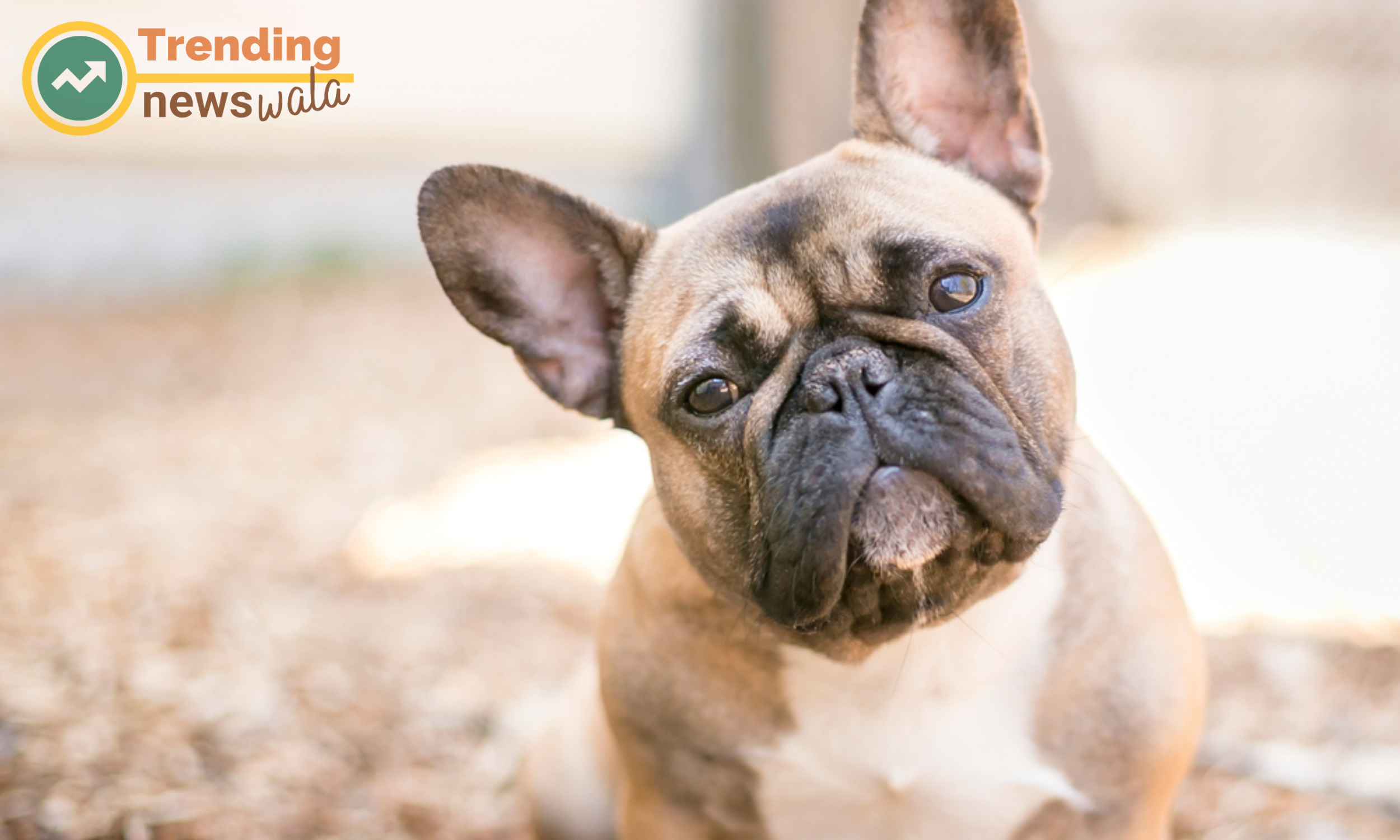Exercise and activity for French Bulldogs: