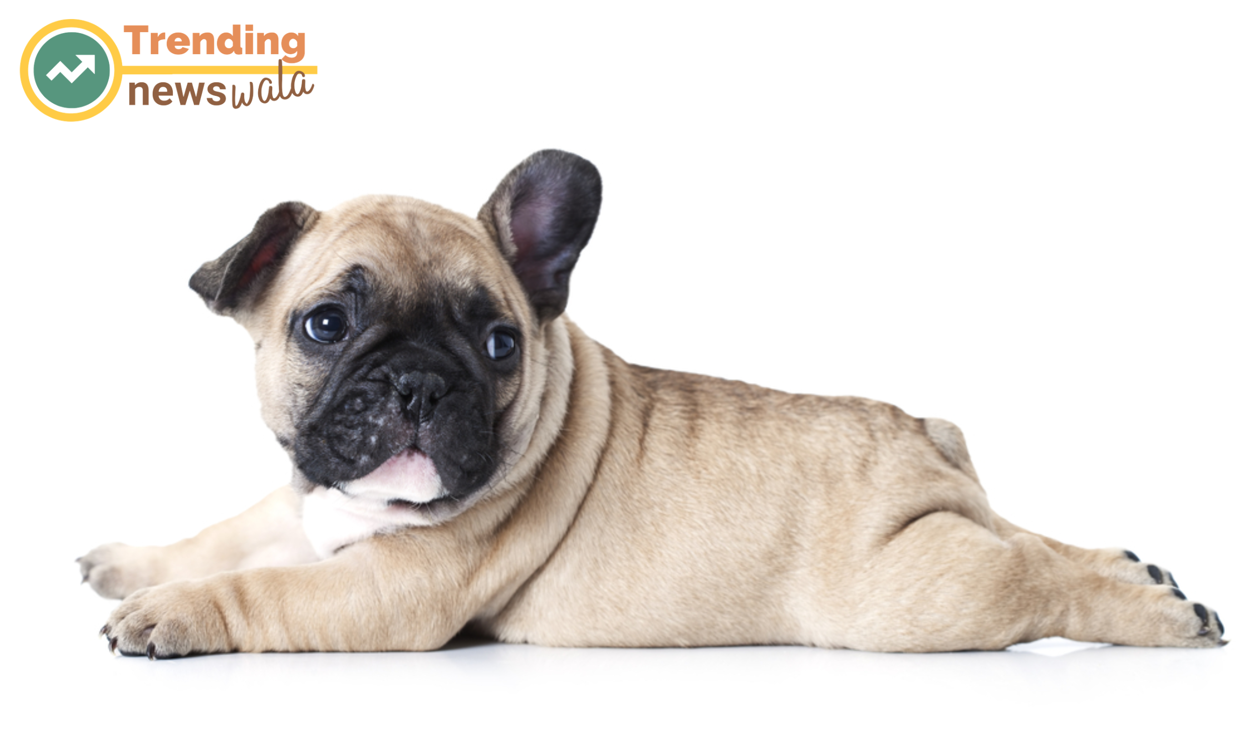 The origin and history of the French Bulldog