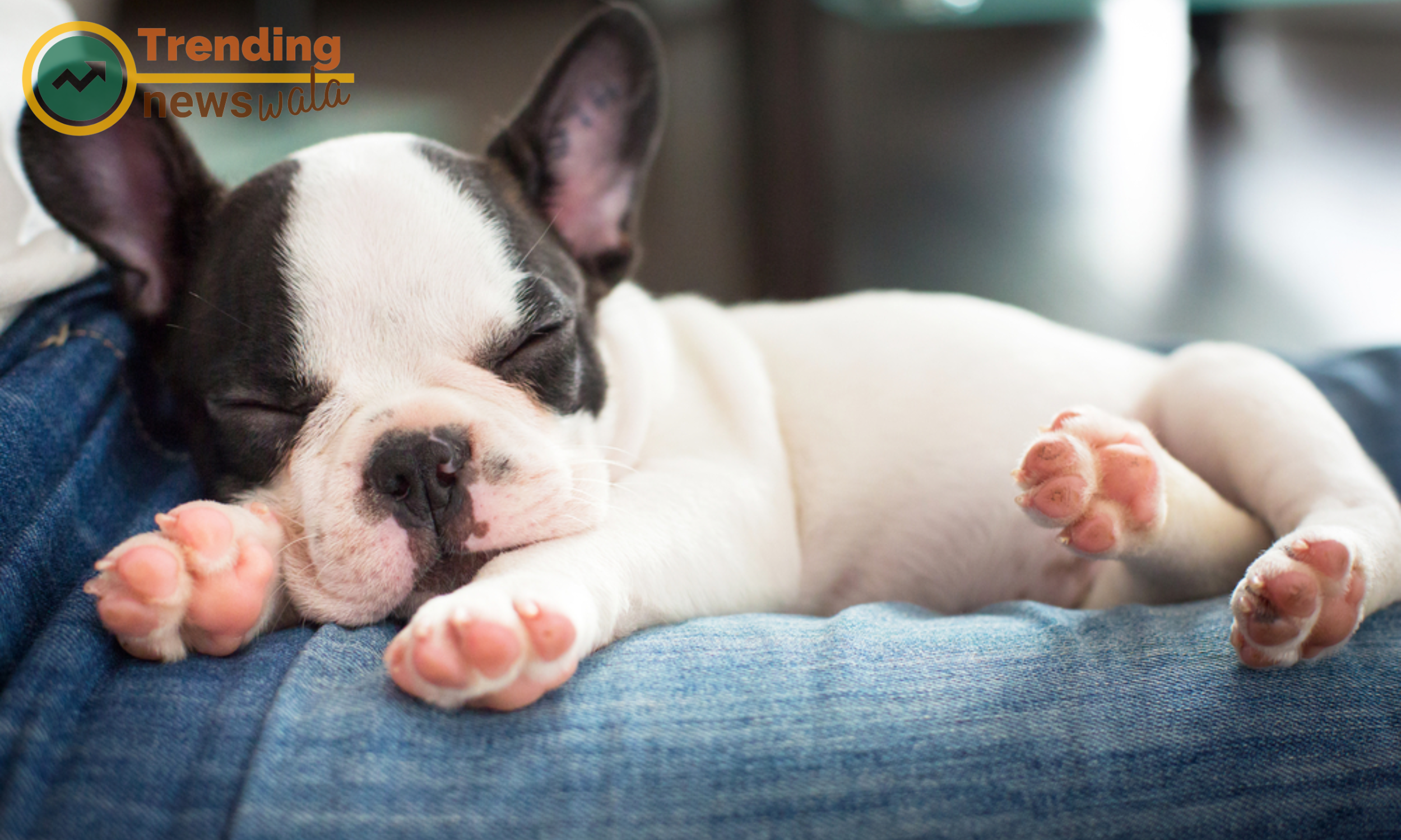 The temperament and personality of the French Bulldog