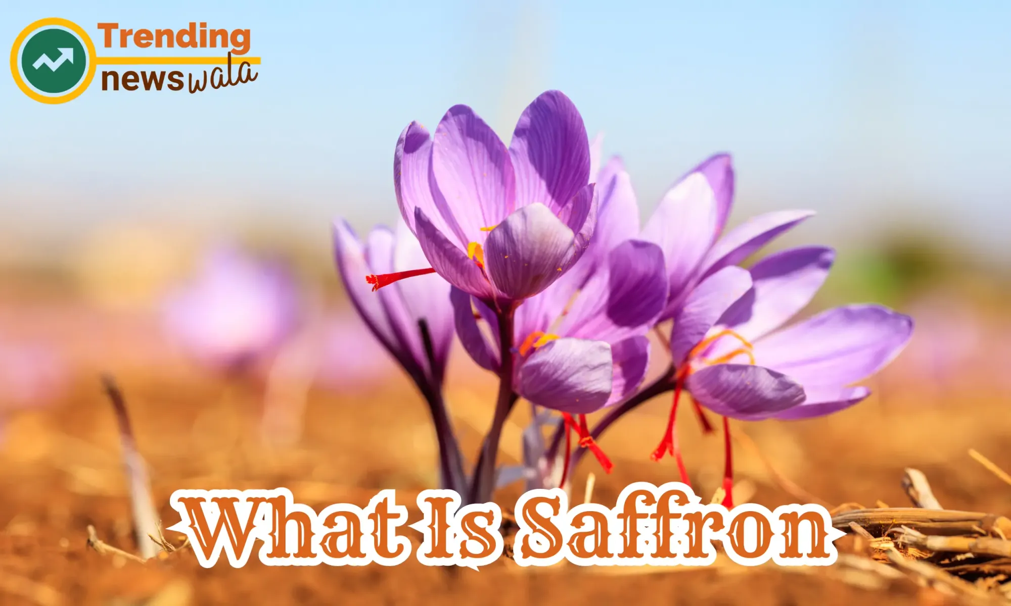 What Is Saffron