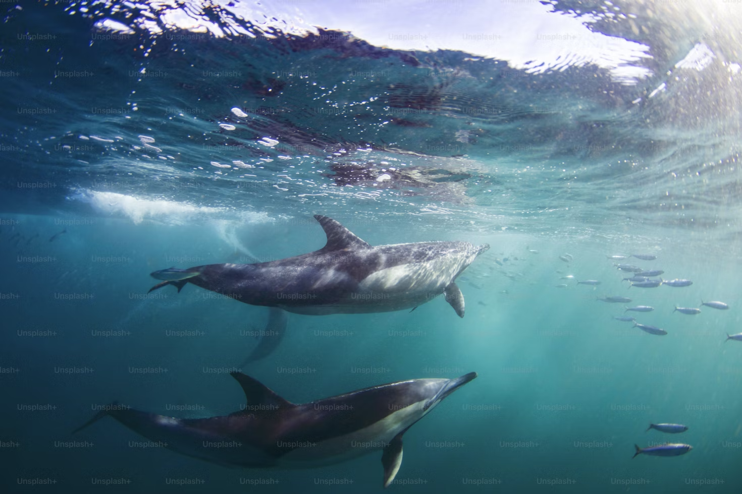 Dolphin Species of Goa