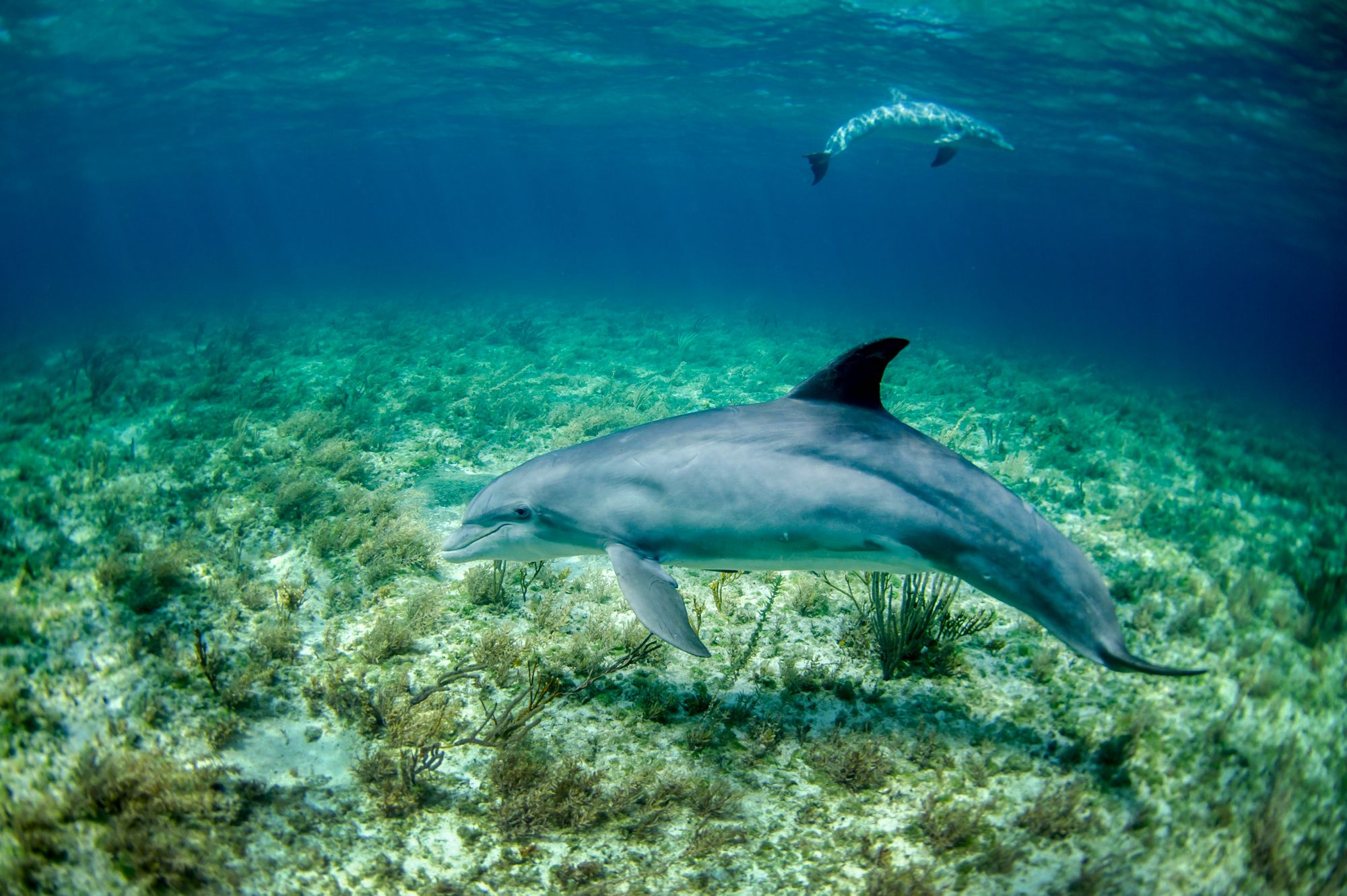Dolphin Safari in Goa