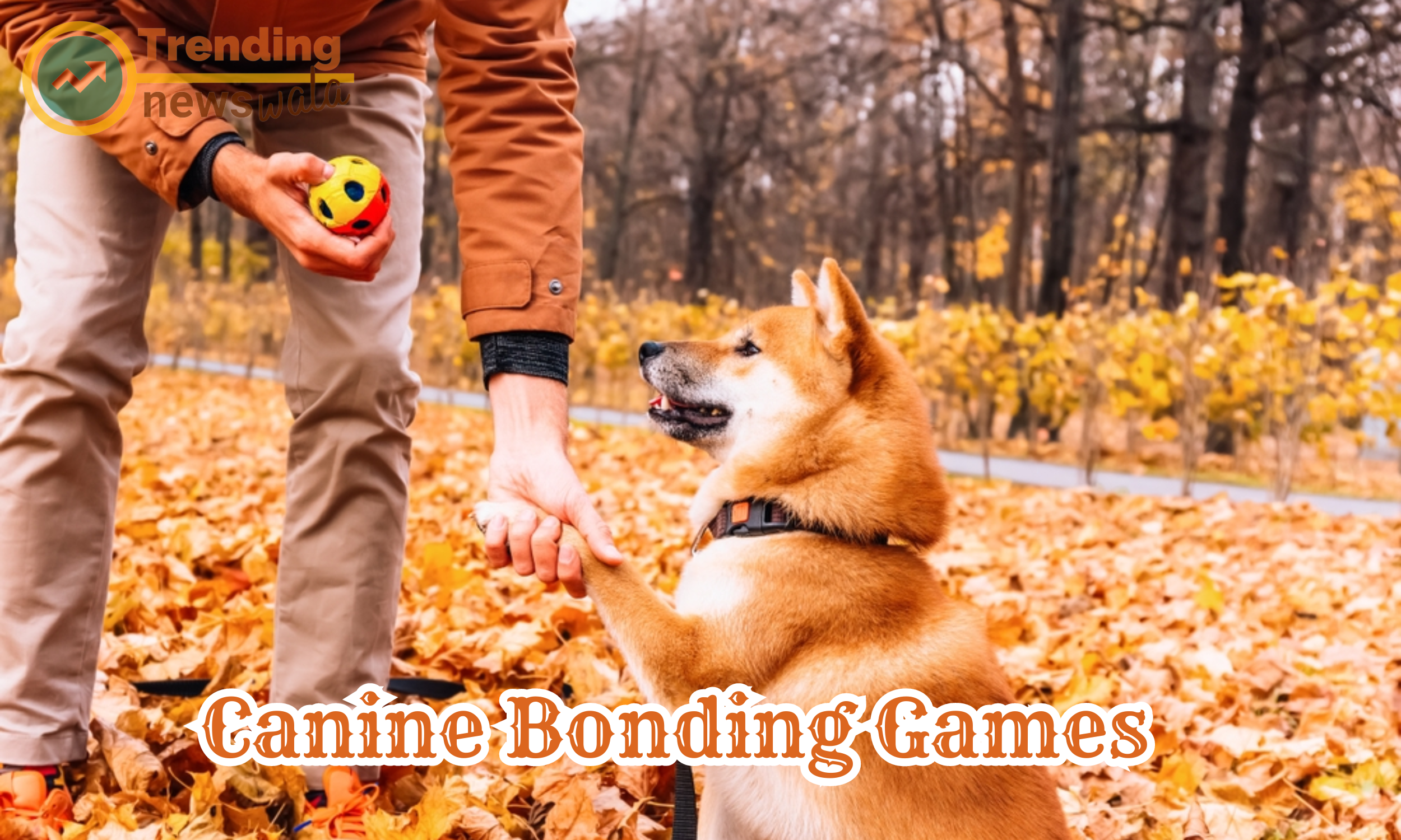 Canine bonding games are activities designed to strengthen the bond between dogs and their owners