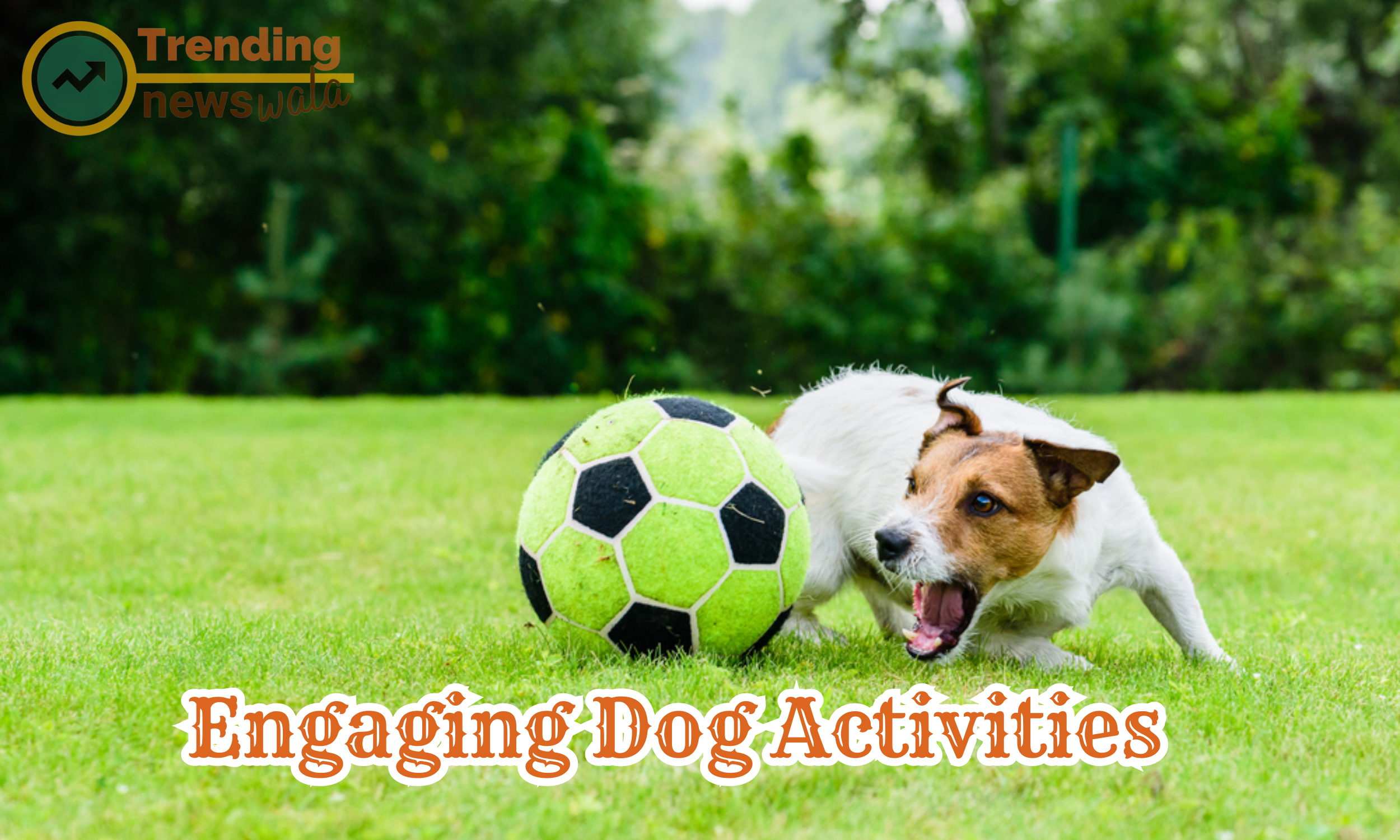 Engaging dog activities encompass a wide range of interactive and stimulating