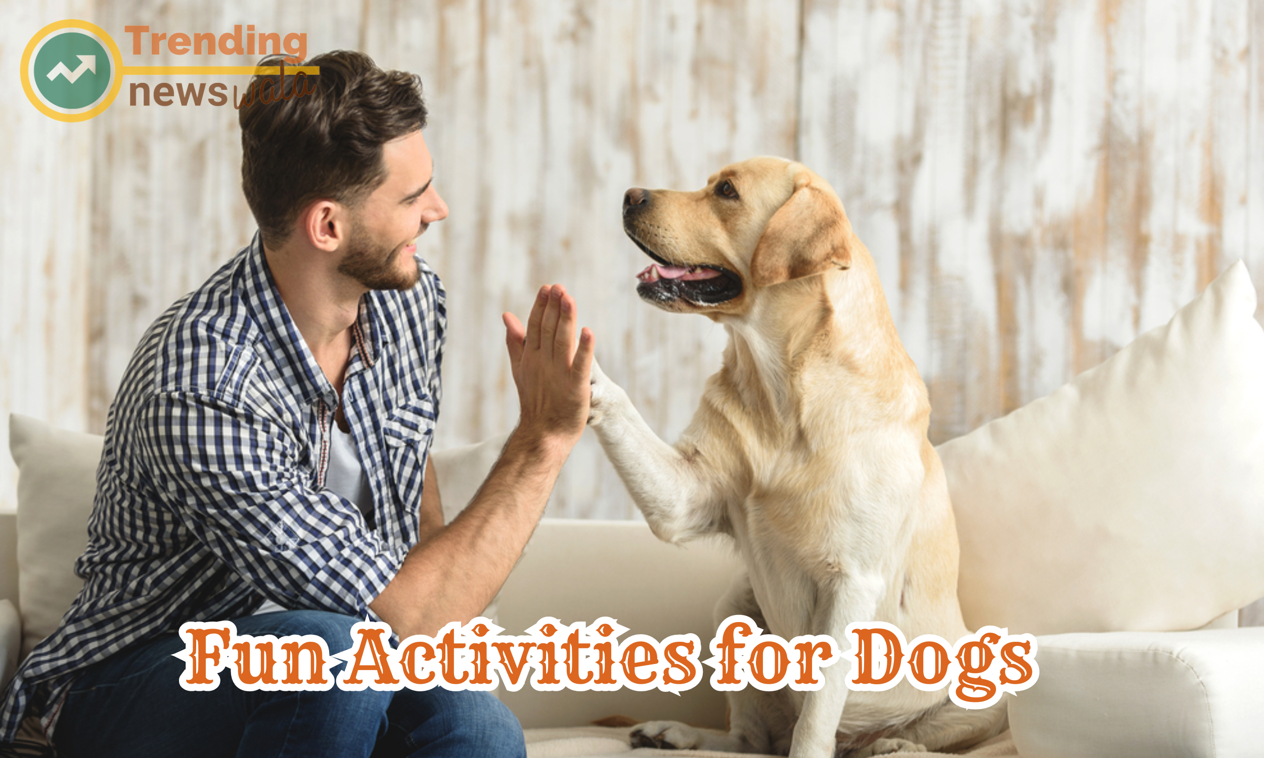 Various fun activities for dogs that can keep them entertained