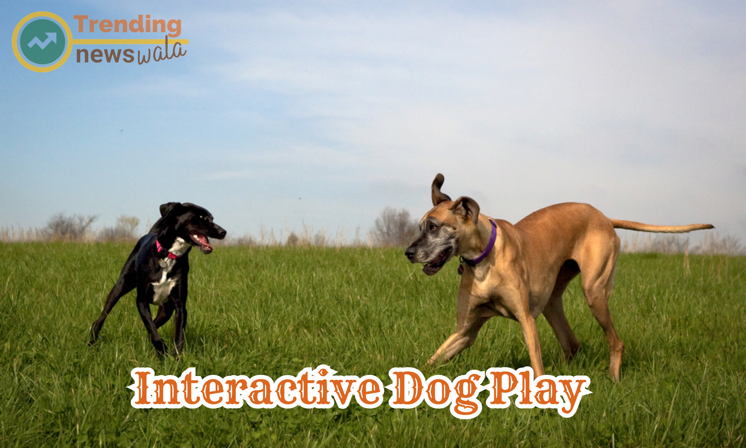 Interactive dog play involves engaging activities between you and your canine companion