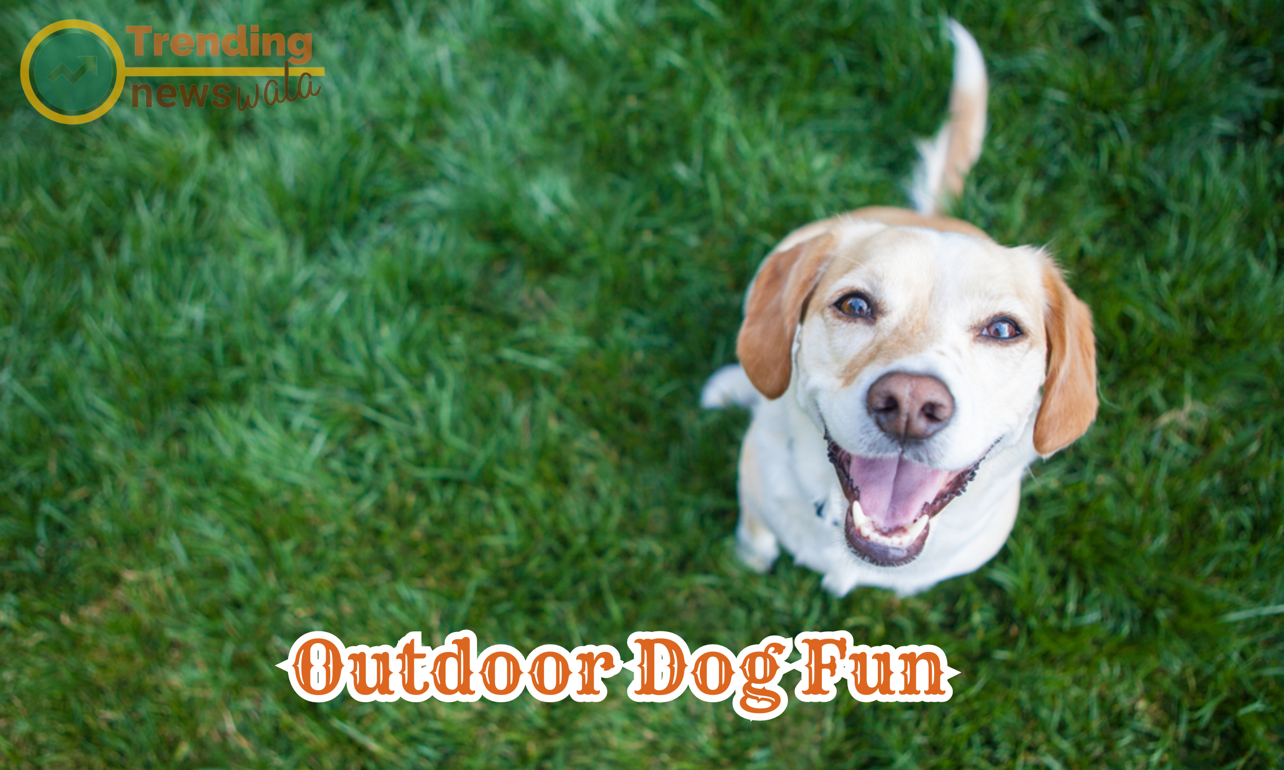 Engaging in outdoor activities with your dog is a fantastic way to provide exercise
