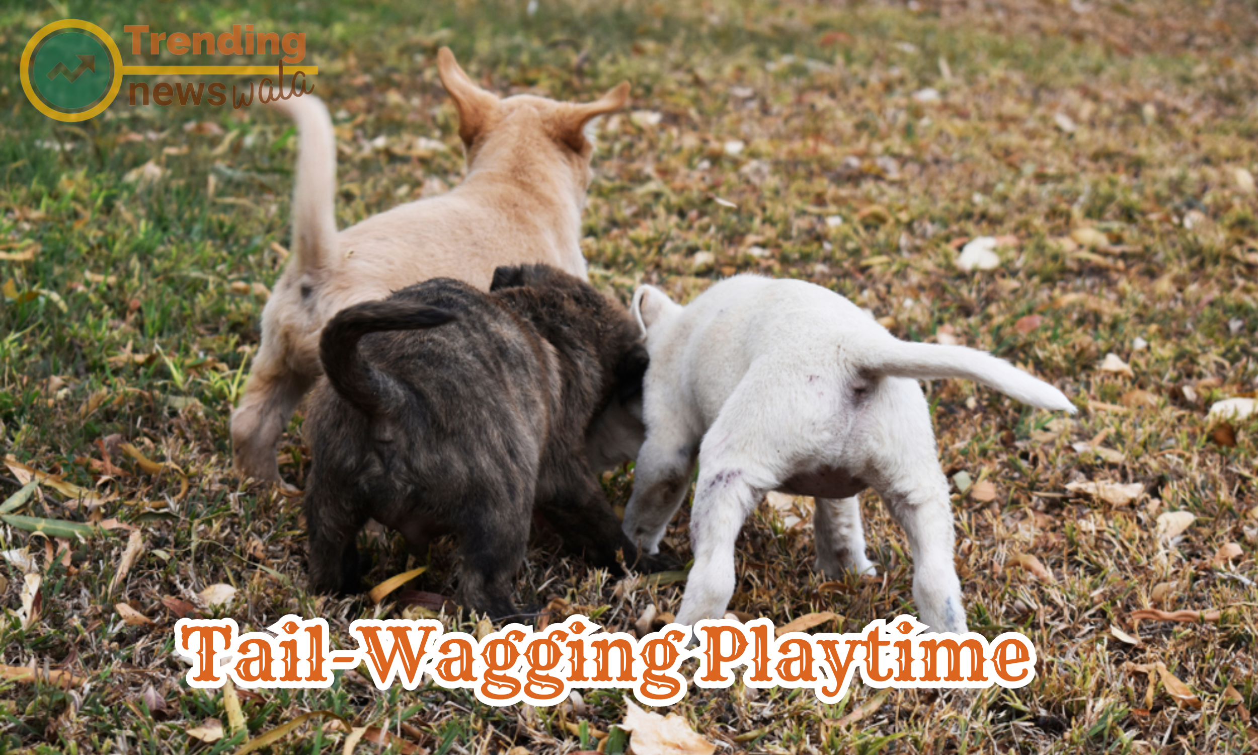 Tail-wagging playtime refers to interactive and enjoyable activities that engage dogs and bring