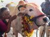 Do you Know Why the Hindu cow is called a mother ?