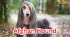 Afghan Hound Dog : The Aristocrat of the Dog World