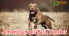 American Pit Bull Terrier: A Versatile and Misunderstood Breed