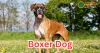 Boxer Dogs: Energetic, Loyal, and Playful Companions
