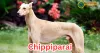 Chippiparai Dog Breed: India's Graceful Greyhound