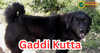 Gaddi Kutta: The Majestic Himalayan Sheepdog
