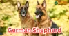 German Shepherd: The Versatile and Loyal Canine Companion