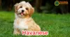 Havanese: The Charming and Playful Companion