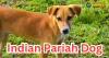 Indian Pariah Dogs - Breed Information, History and Facts