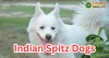Indian Spitz: The Charming Native Companion