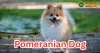 Pomeranian Dogs: Tiny But Mighty Companions