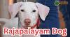 Rajapalayam Dog Breed: The Royal Guardian of India