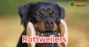 Rottweilers: Powerful Guardians with a Gentle Heart