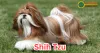 Shih Tzu Dog : A Complete Guide to this Charming Breed