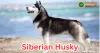 Siberian Husky: The Arctic Athlete and Affectionate Companion