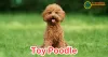 Toy Poodle Dog : A Petite Pup with a Big Personality