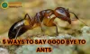 5 Ways to Say Good-Bye to Ants Entering Your Home