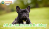All About French Bulldog