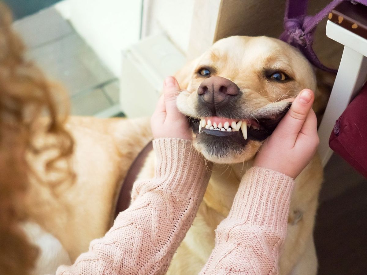 Top 5 Ways How Dogs Help You Live a Healthier Life