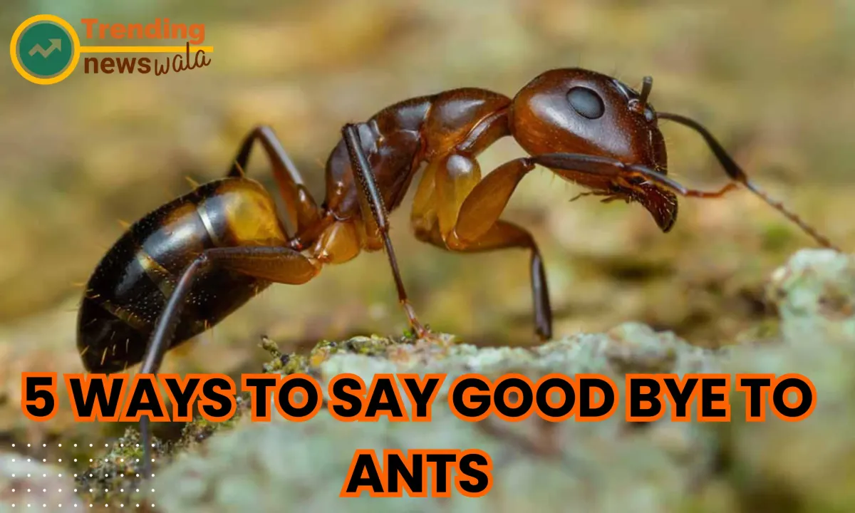 5 Ways to Say Good-Bye to Ants Entering Your Home