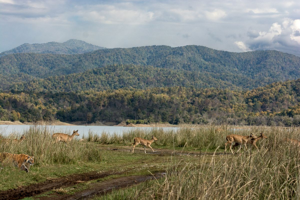 Jim Corbett National Park Resort Packages