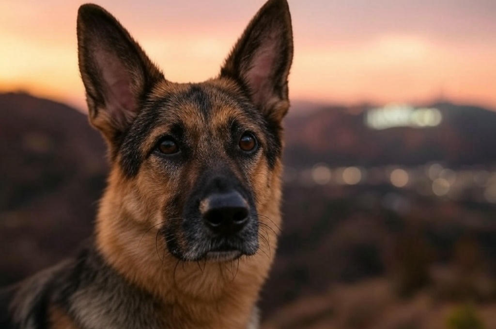 German Shepherds are one of the most beloved and recognizable dog breeds in the world
