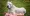 Dogo Argentino Dog : The Argentine Mastiff