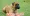 English Mastiff Dog: The Gentle Giant of Canine World