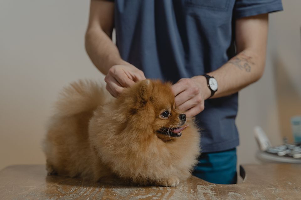 How do I Rid My Pet of Fleas and Ticks?