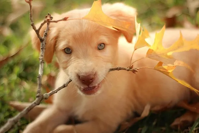 Dog Maintenance Cost Guide | Golden Retriever Price in India