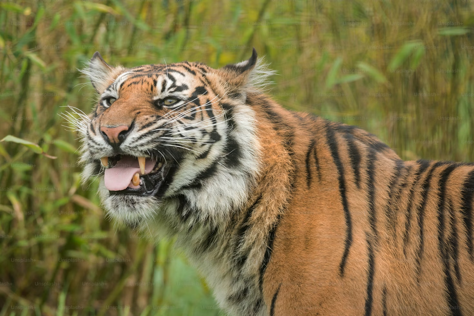 Tiger -Things you should know about Tigers